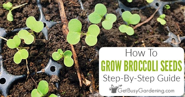 Successful Broccoli From Seeds: Climate, Soil & Planting Tips